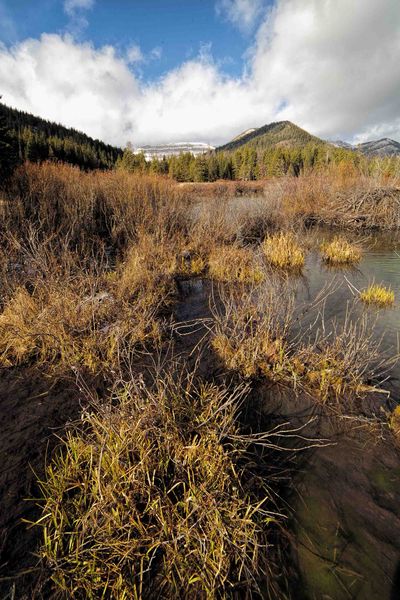 Grassy Hummocks. Photo by Dave Bell.