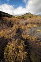 Grassy Hummocks. Photo by Dave Bell.