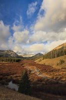 South Cottonwood Willows. Photo by Dave Bell.