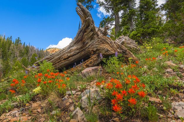 Alpine Beauty. Photo by Dave Bell.