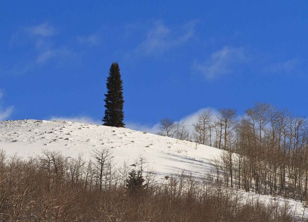 Lone Sub-Alpine Fir. Photo by Dave Bell.