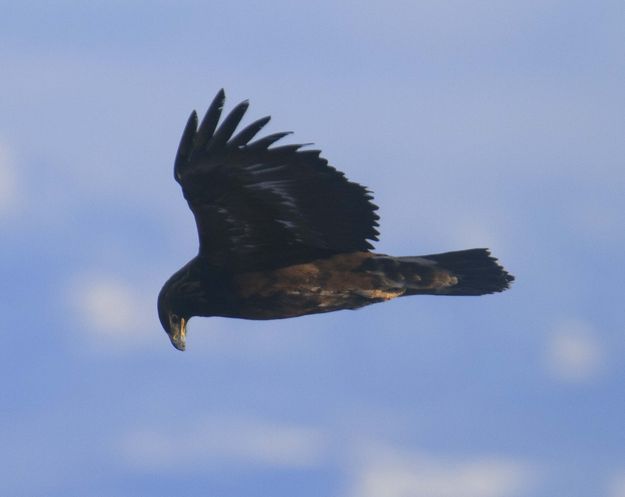 Golden Eagle--Birds Eye View. Photo by Dave Bell.