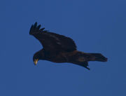 Hunting Eagle. Photo by Dave Bell.