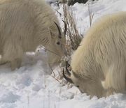 Working The Same Bush. Photo by Dave Bell.