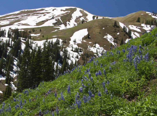 Climbing Through Lupine. Photo by Dave Bell.