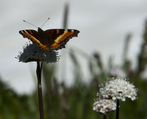 High Altitude Butterfly. Photo by Dave Bell.