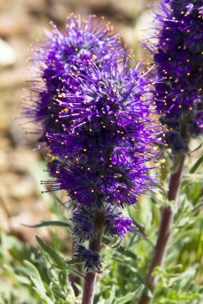 Purple Flower. Photo by Dave Bell.