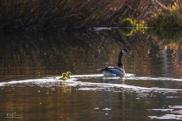 Following Closely. Photo by Dave Bell.