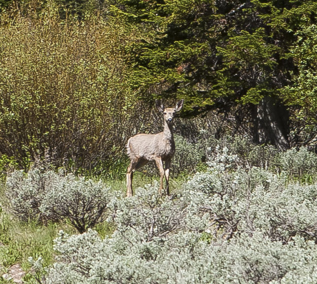 Bambi Not Paying Attention. Photo by Dave Bell.