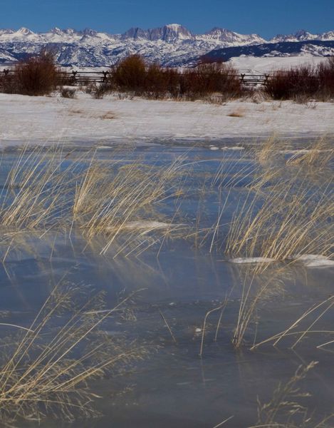 Frozen Grasses. Photo by Dave Bell.