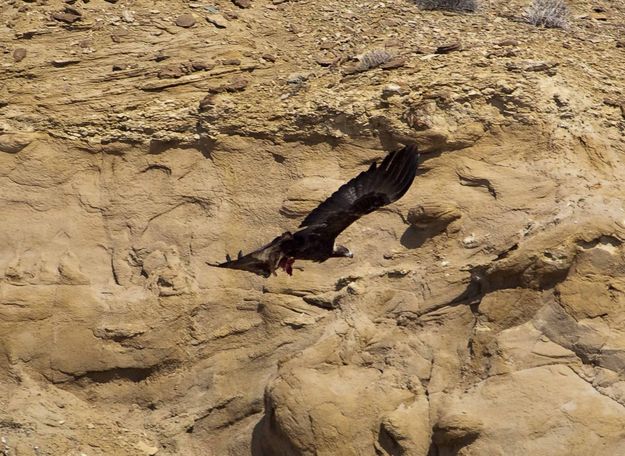 Golden Eagle With Lunch. Photo by Dave Bell.