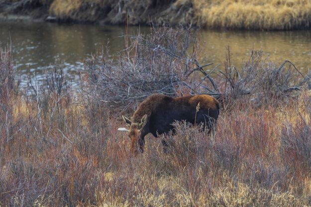 Grazing Moose. Photo by Dave Bell.