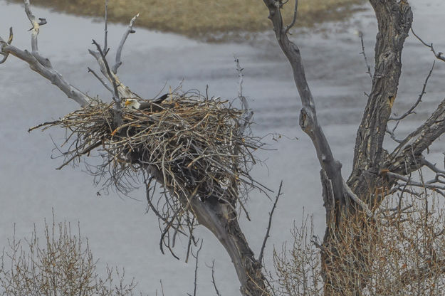 On The Nest Working Hard. Photo by Dave Bell.