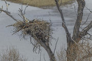 On The Nest Working Hard. Photo by Dave Bell.