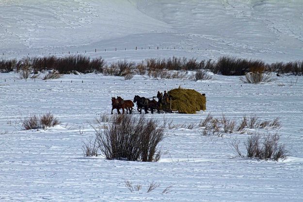 Hay For The Cows and Beer For The Horses. Photo by Dave Bell.