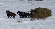 Feeding On The Dell Fork Ranch, Bondurant, Wyoming. Photo by Dave Bell.