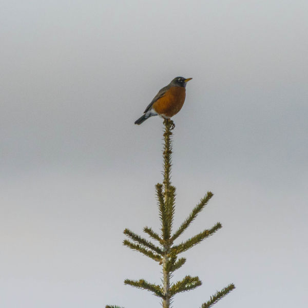 Robins Have Arrived!. Photo by Dave Bell.