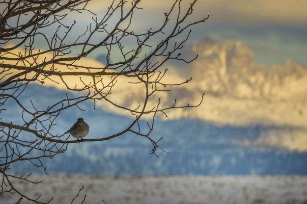 Bluebird With A View. Photo by Dave Bell.