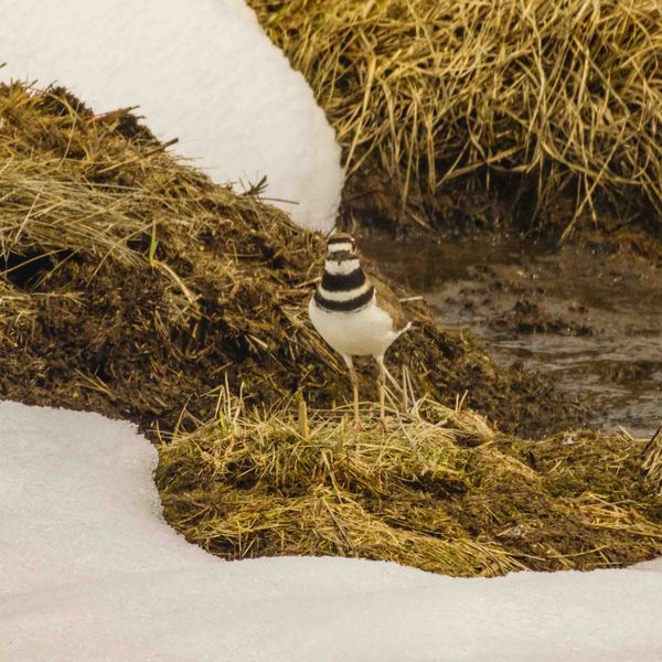 Killdeer. Photo by Dave Bell.