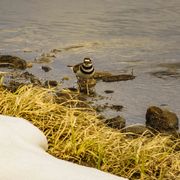 Killdeer. Photo by Dave Bell.