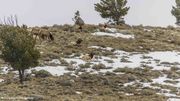 Laying In The Soft Cool Snow. Photo by Dave Bell.