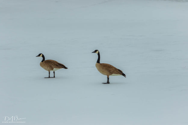 Icy Green. Photo by Dave Bell.