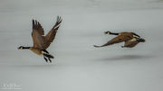 Launch. Photo by Dave Bell.