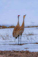 Calling All Cranes. Photo by Dave Bell.