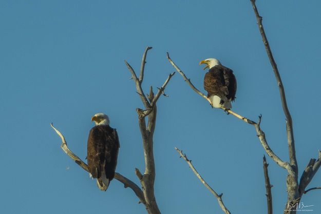 You Listening. Photo by Dave Bell.