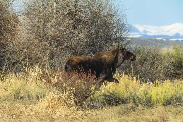 Chasing Momma. Photo by Dave Bell.