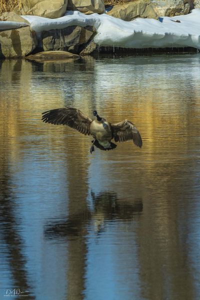 Stall Speed. Photo by Dave Bell.