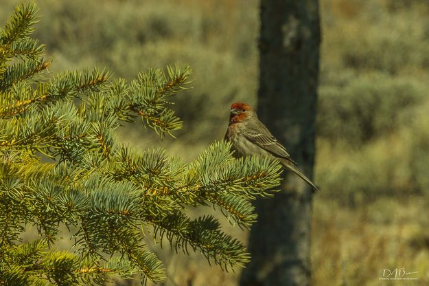 Cassin Finch. Photo by Dave Bell.