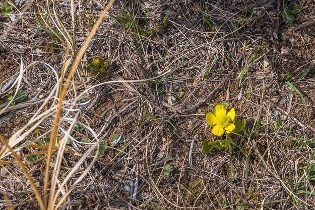 True Sign Of Spring. Photo by Dave Bell.