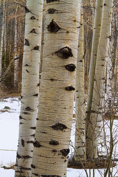 Spring Aspen. Photo by Dave Bell.