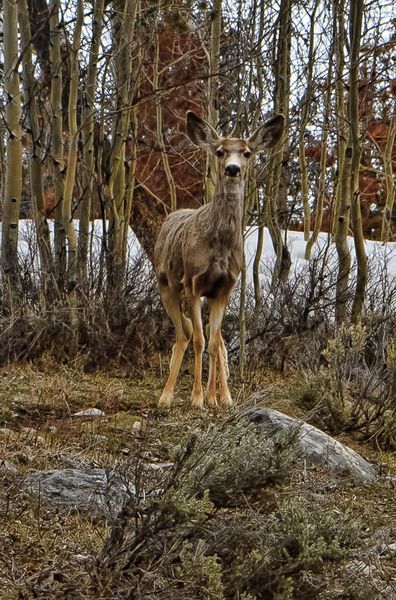 Spring Skinny. Photo by Dave Bell.