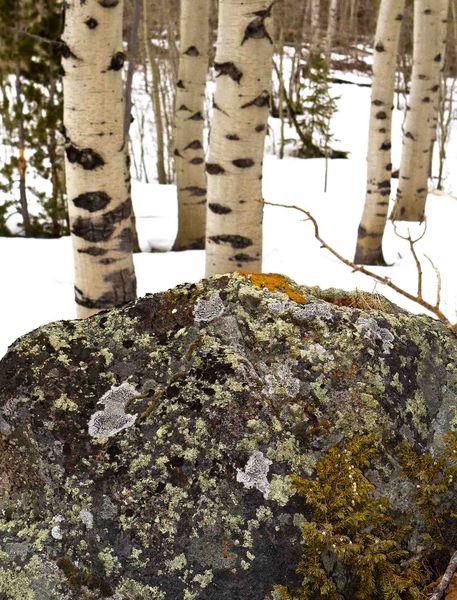 Granite And Lichen. Photo by Dave Bell.