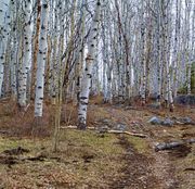 Early Spring Greening. Photo by Dave Bell.