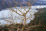 Aspen Silhouette Against Fremont Lake. Photo by Dave Bell.