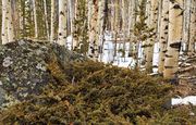 Spring Aspen Forest. Photo by Dave Bell.