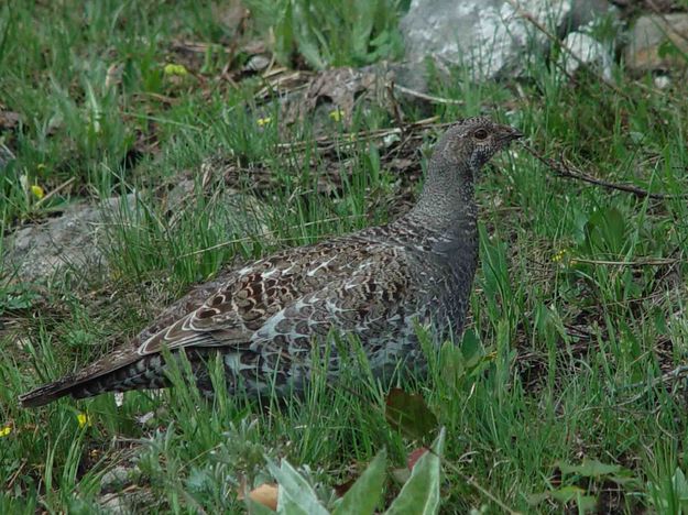 Blue Grouse. Photo by Dave Bell.