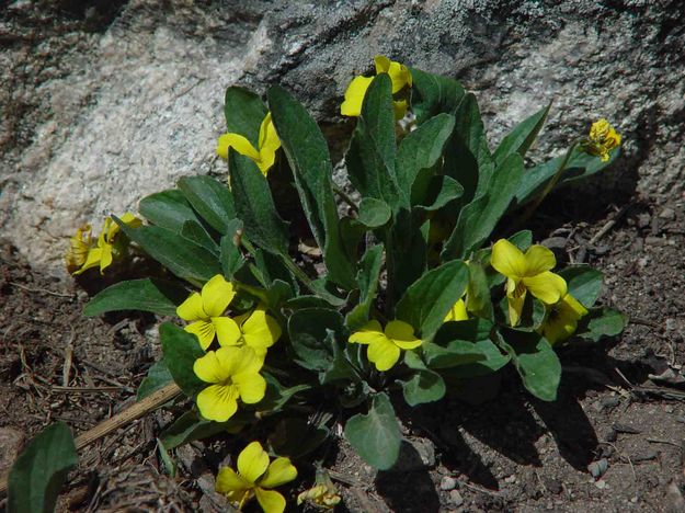 Yellow Spring Flowers. Photo by Dave Bell.