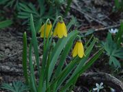 Yellow Shooting Star. Photo by Dave Bell.