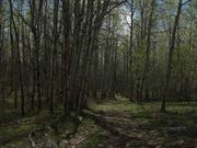 Scenic Path Through Aspen. Photo by Dave Bell.