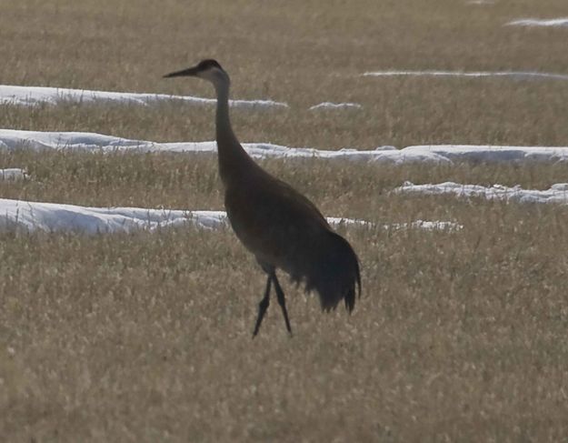 Sandhills Are Back. Photo by Dave Bell.