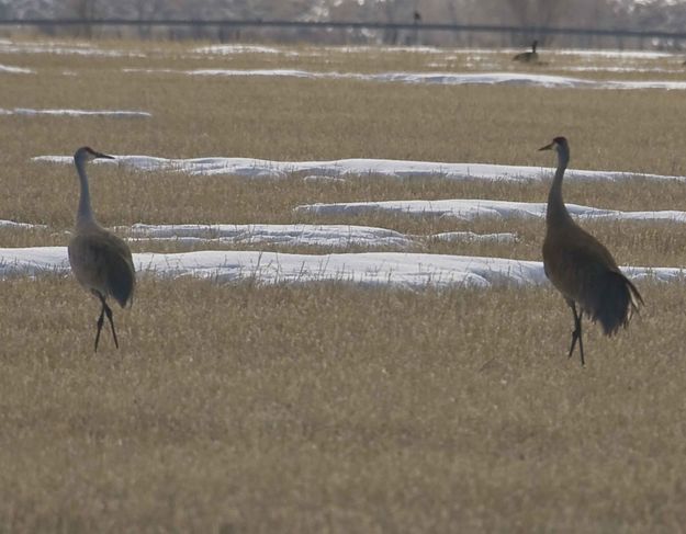 Sandhills On The Sullivangetti. Photo by Dave Bell.