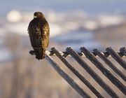 Hawk On Beaverslide. Photo by Dave Bell.