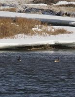 Geese On The New Fork. Photo by Dave Bell.