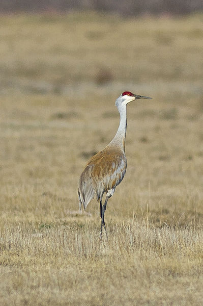 Redhead. Photo by Dave Bell.