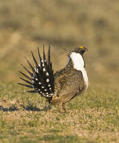 Strutting Sage Chicken. Photo by Dave Bell.