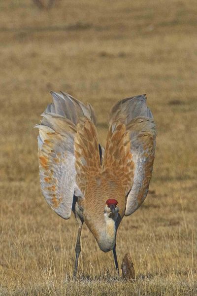 Mating Dance. Photo by Dave Bell.